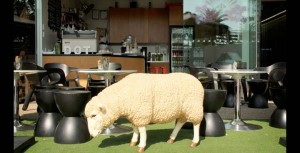 Dot Espresso's sheep Ewan