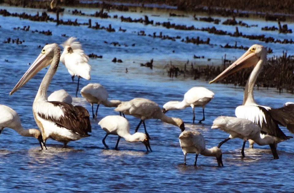 Help create Australia’s first feather map