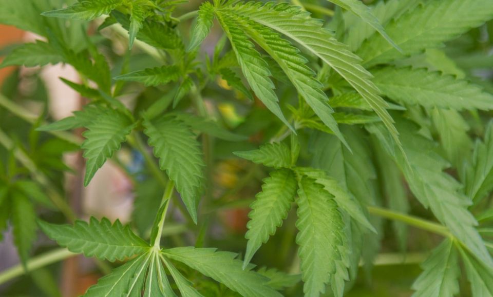 Time for common sense on cannabis