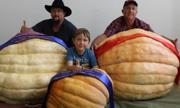 Good Gourd, they’re some big pumpkins