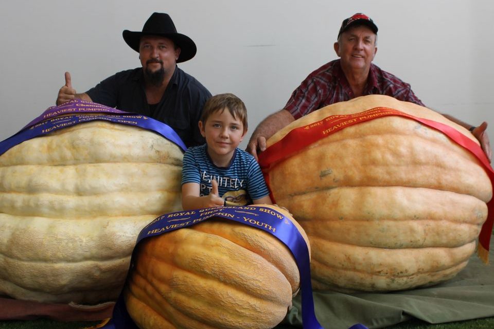 Good Gourd, they’re some big pumpkins
