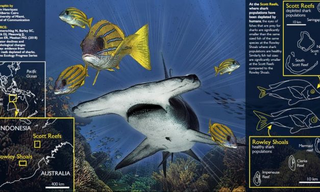 Sharks vital to marine ecosystems – new report