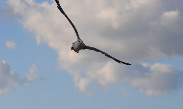 Seabird numbers in decline – new report