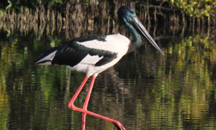 Blue carbon partnership to strengthen adaptation and resilience on the #SunshineCoast.