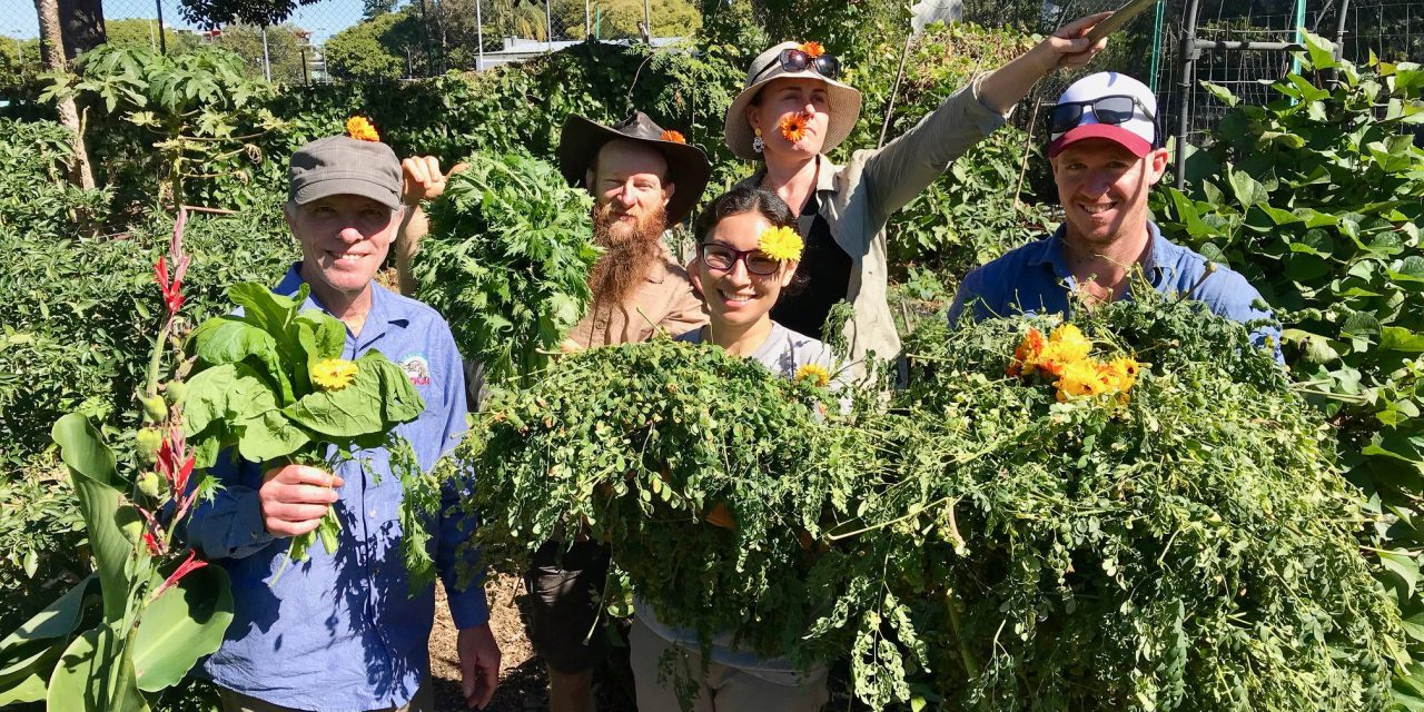 Jane Street Community Garden under threat