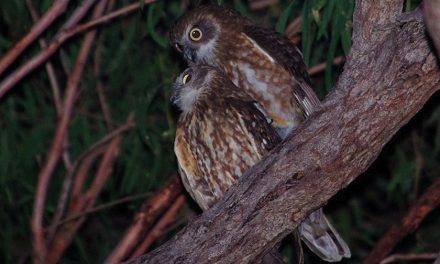 The silent killer slaughtering our night birds