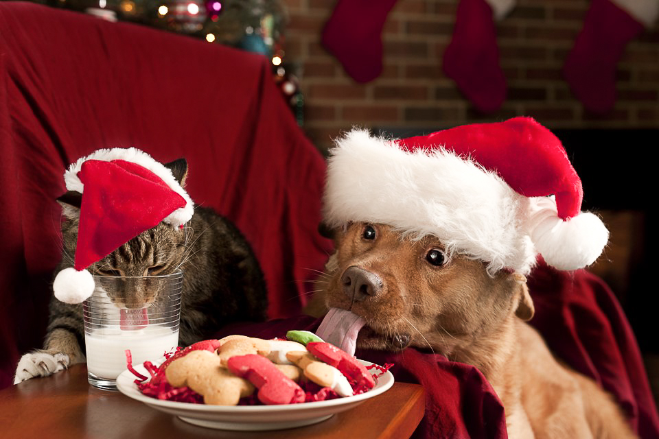 Festive but Safe: A Guide to Christmas Cheer and Fur Kids