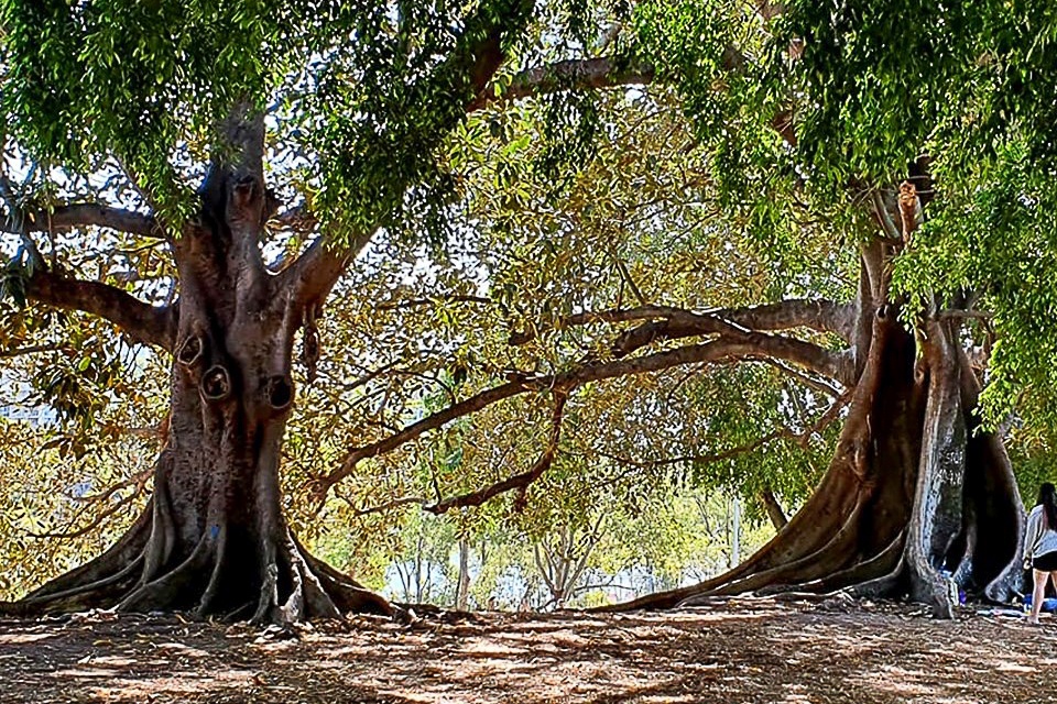 Can’t see the forest for the trees: Does environmental offsetting work?