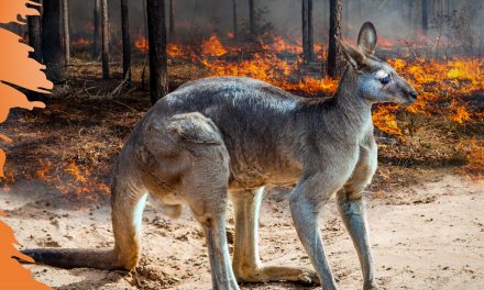 Putting S-t-r-e-t-c-h into our new Climate Plan