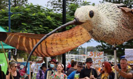 The developer and the shorebirds | the fight for Toondah Harbour