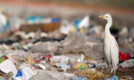 Queensland to ban more plastics in win for wildlife.