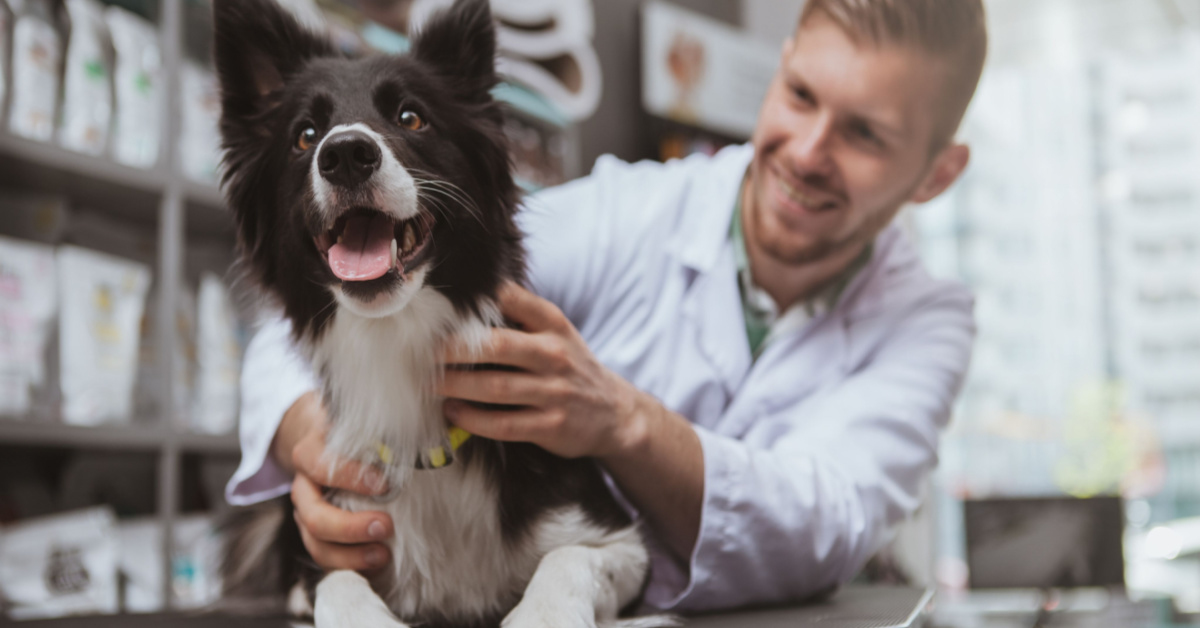 Paying for vet care can be hard – could ‘medicare’ for pets be a possible solution?