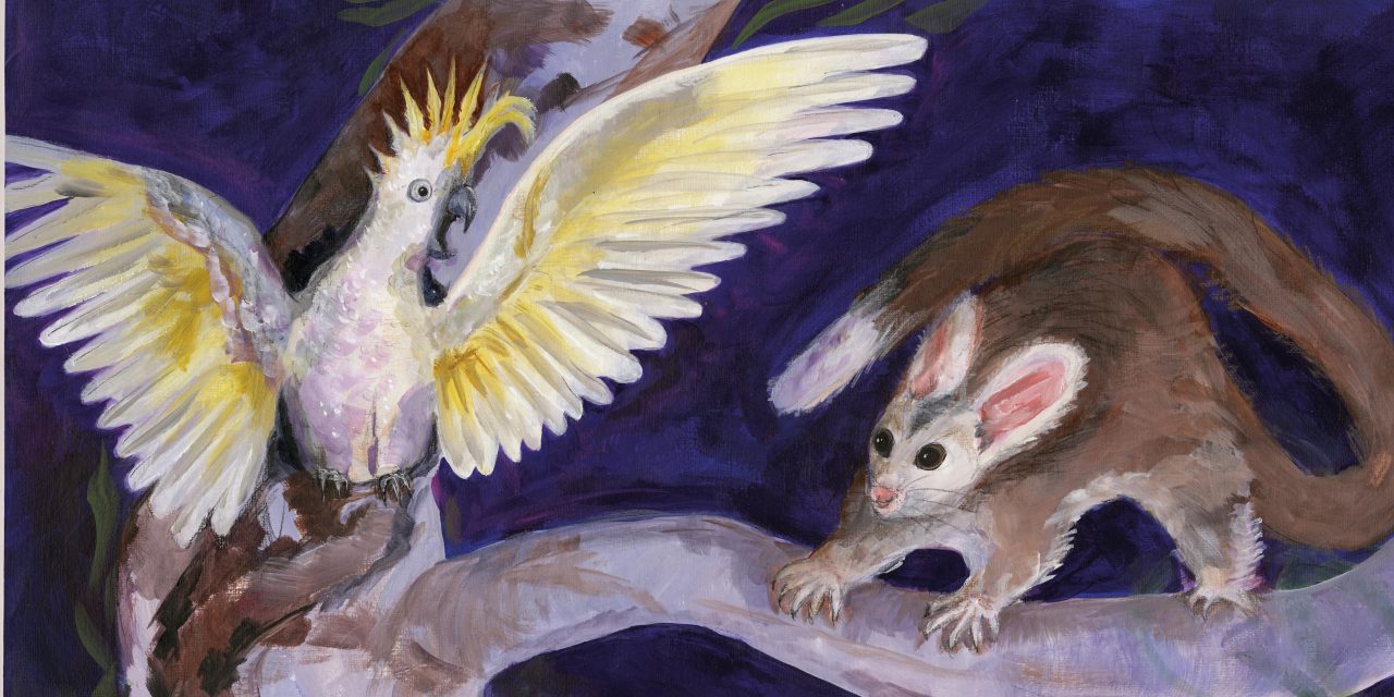 Children’s book raises the profile of the endangered Greater Glider.