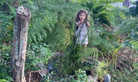 Rainforest Garden at bottom of Ferry Road West End.