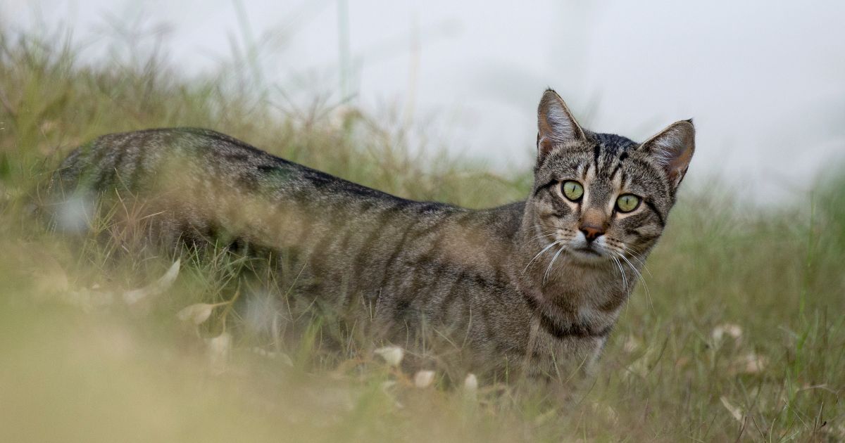 How to Clear 500,000 Feral Cats From New York's Streets - The New