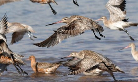 CELEBRATE WORLD WETLANDS DAY – 8AM-11AM SUNDAY 4 FEBRUARY 2024