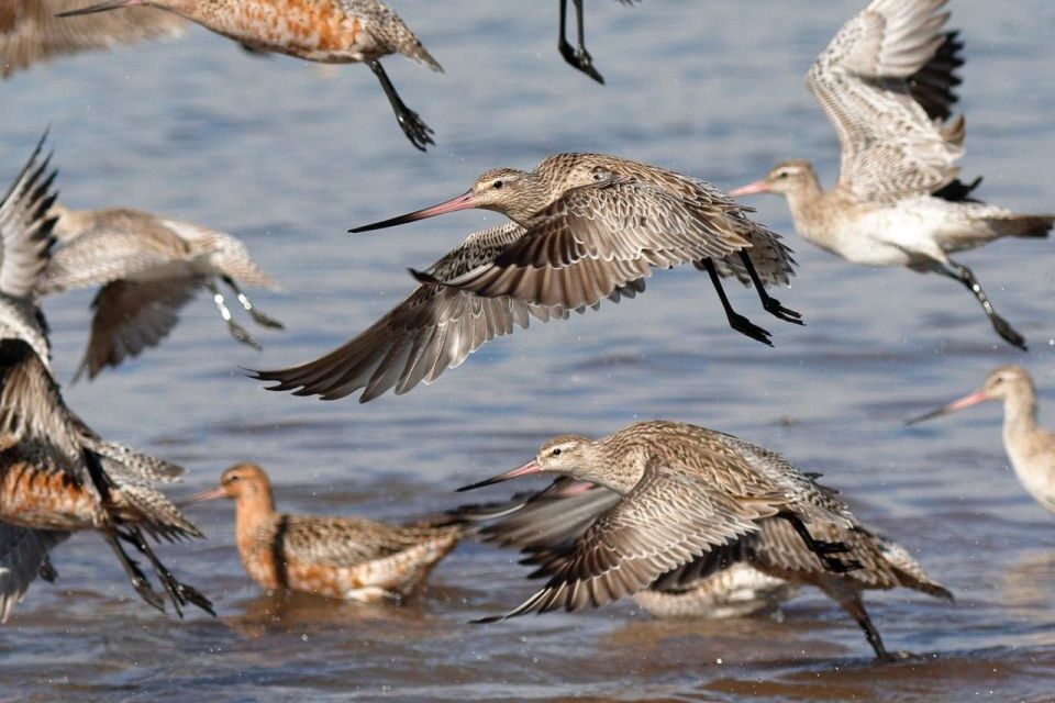 CELEBRATE WORLD WETLANDS DAY – 8AM-11AM SUNDAY 4 FEBRUARY 2024