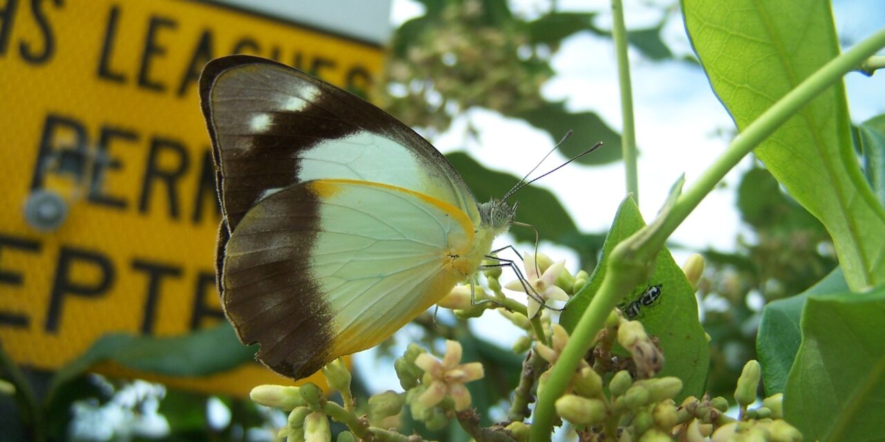 West End’s leading Entomologist talks about the Paradise Street Butterfly Garden