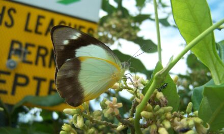 West End’s leading Entomologist talks about the Paradise Street Butterfly Garden