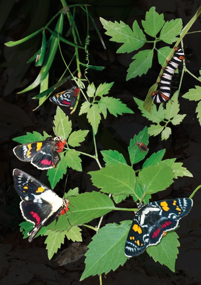 Plans to Re-Build a Biodiverse West End