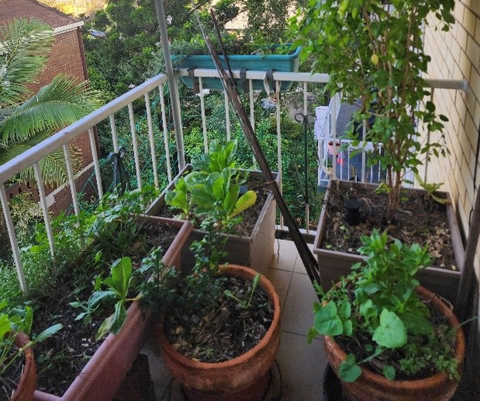 How Balcony Gardens can contribute to a Biodiverse West End