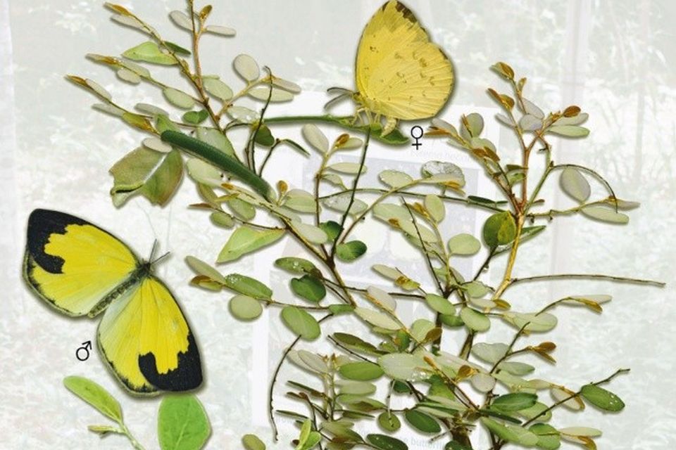 The Insects of Kurilpa are important – Helen Schwencke