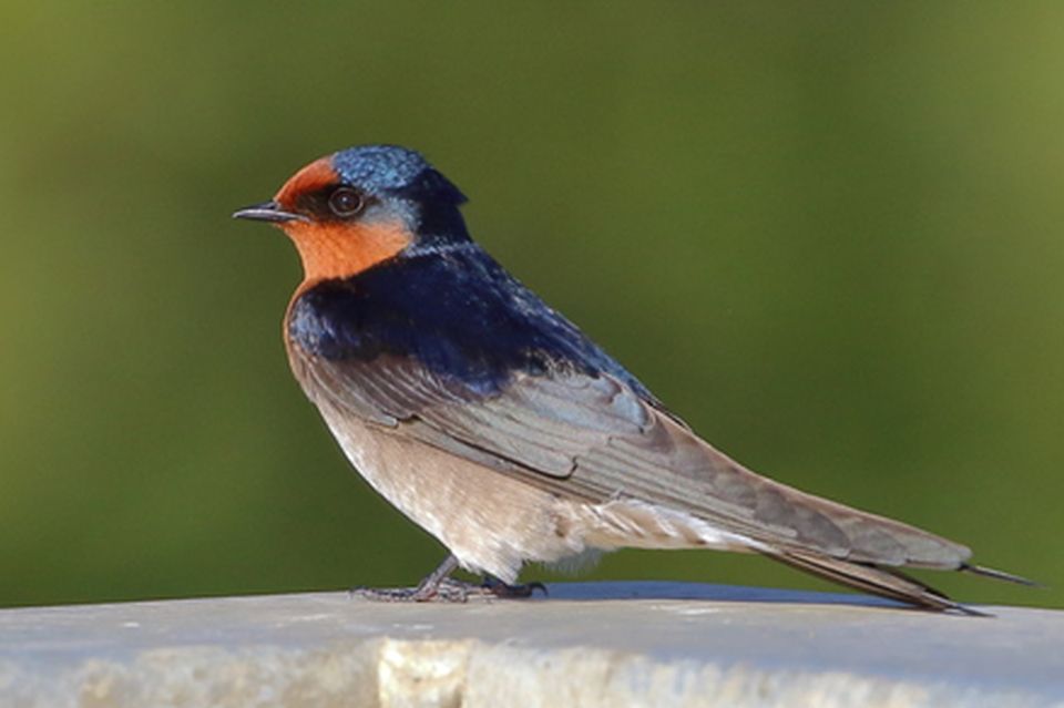 Kurilpa Welcome Swallows