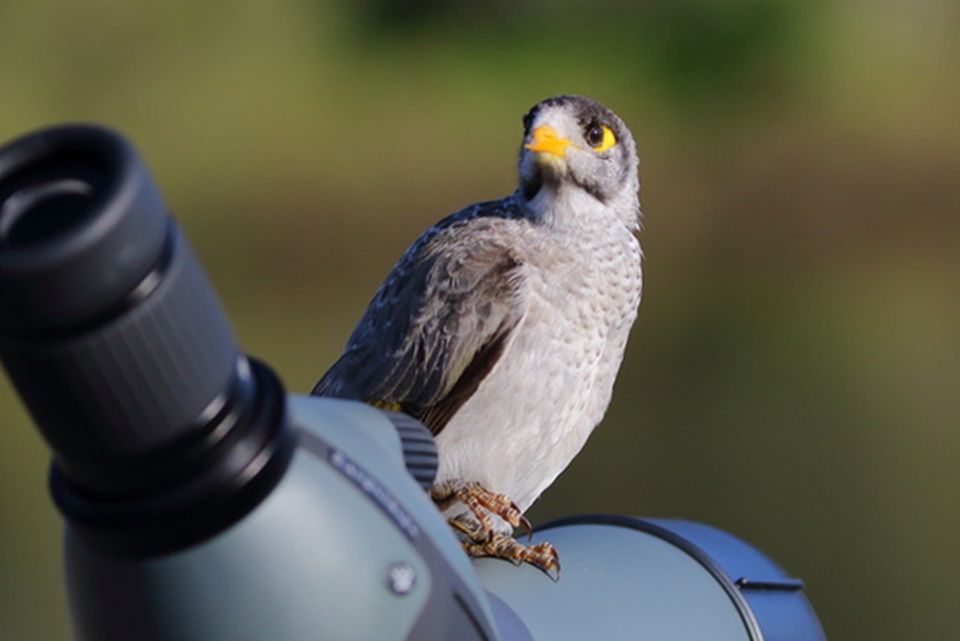 Noisy by name, noisy by nature – West End’s Noisy Miners