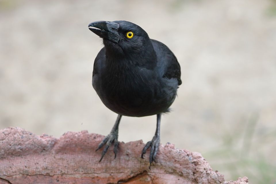 The Mystery of the Crooning Pied Currawong and palm seeds