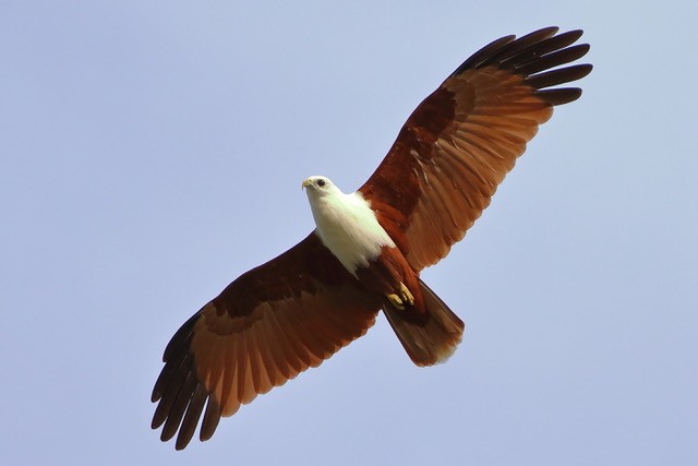 The Brahminy Kites of Kurilpa
