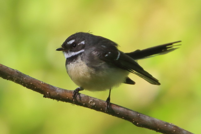 The Grey Fantail has arrived for the Winter
