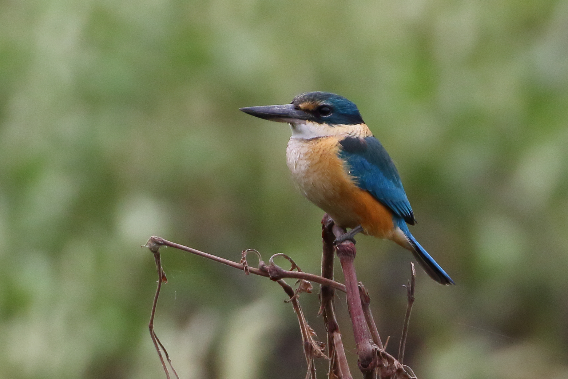 The Sacred Kingfisher – a year round visitor to Kurilpa