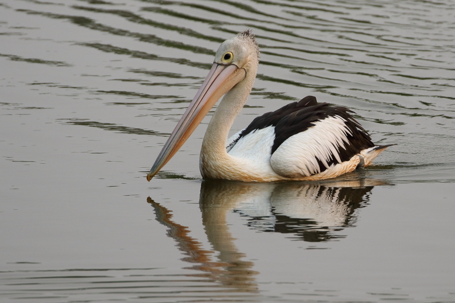 Australian Pelicans of Kurilpa