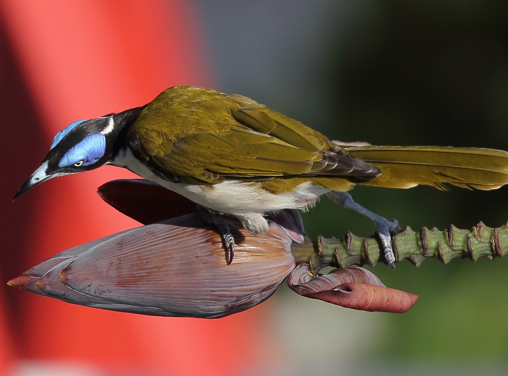 Blue-faced Honeyeater pollinates Bananas