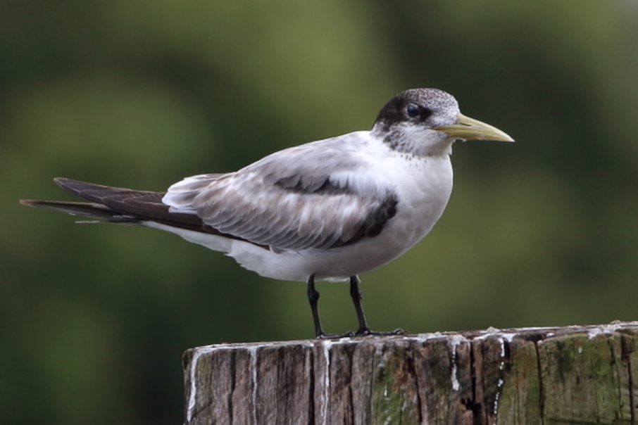 Great Crested Tern winters in Kurilpa