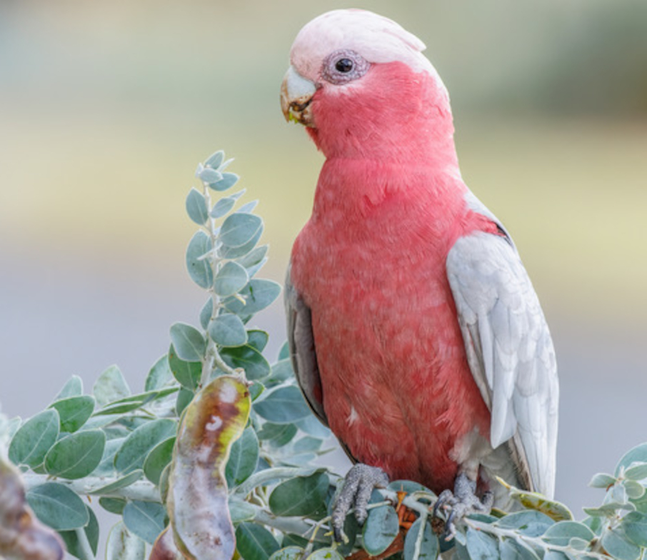 The Flaming Galahs of Kurilpa