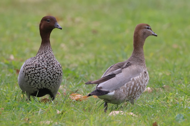 Breeding time for the Wood Ducks of Kurilpa
