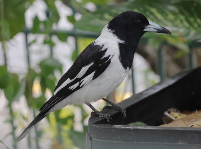Pre-dawn singers are Pied Butcherbirds