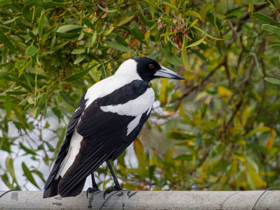 Everything You Need To Know This Swooping Season