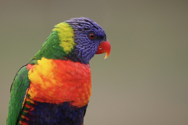 The Aussie Bird Count – 19-25 October 2026
